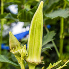 Clemson Spineless Okra Seeds (2g) - My Patriot Supply