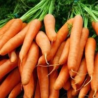 Thumbnail for Little Finger Carrot Seeds (500mg) - My Patriot Supply