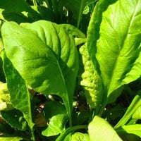 Thumbnail for Organic Tendergreen Mustard Seeds (500mg) - My Patriot Supply