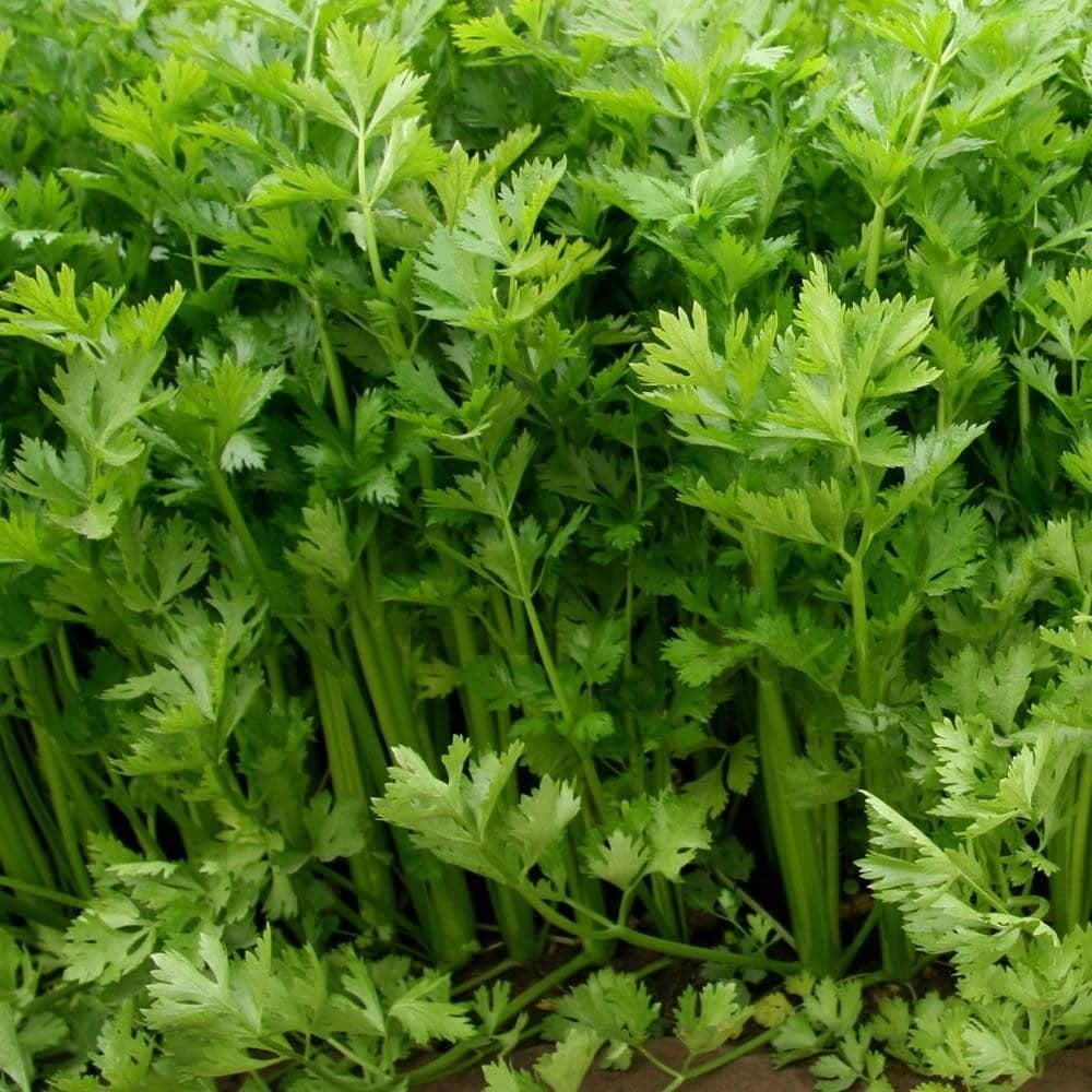Tall Utah Celery Seeds (500mg) - My Patriot Supply