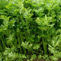 Thumbnail for Tall Utah Celery Seeds (500mg) - My Patriot Supply