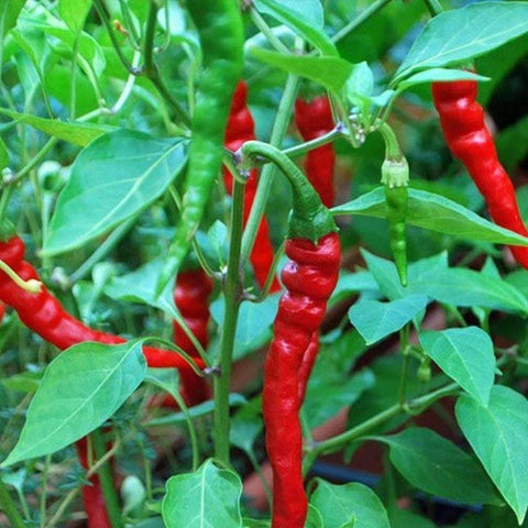 Image of Hot Cayenne Long Red Thin Pepper Seeds (250mg) - My Patriot Supply