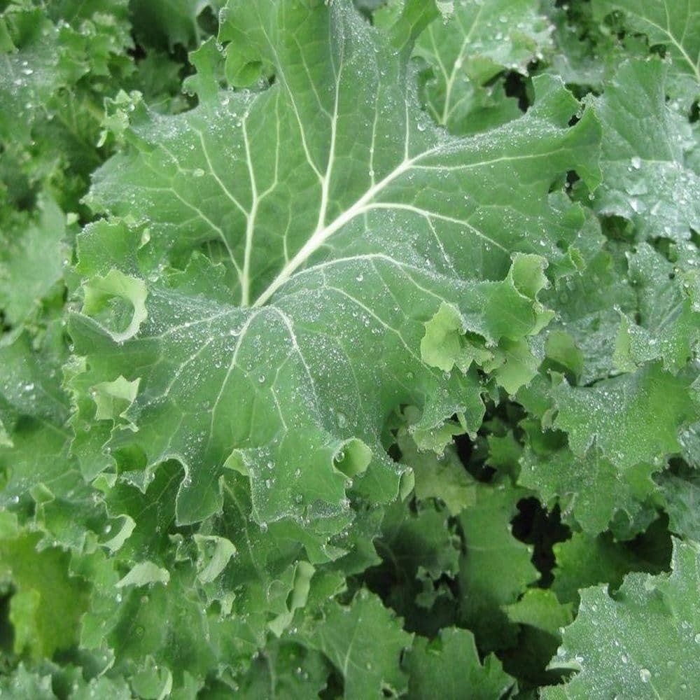 Siberian Kale Seeds (500mg) - My Patriot Supply