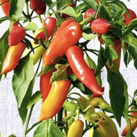 Thumbnail for Hungarian Hot Wax Pepper Seeds (250mg) - My Patriot Supply