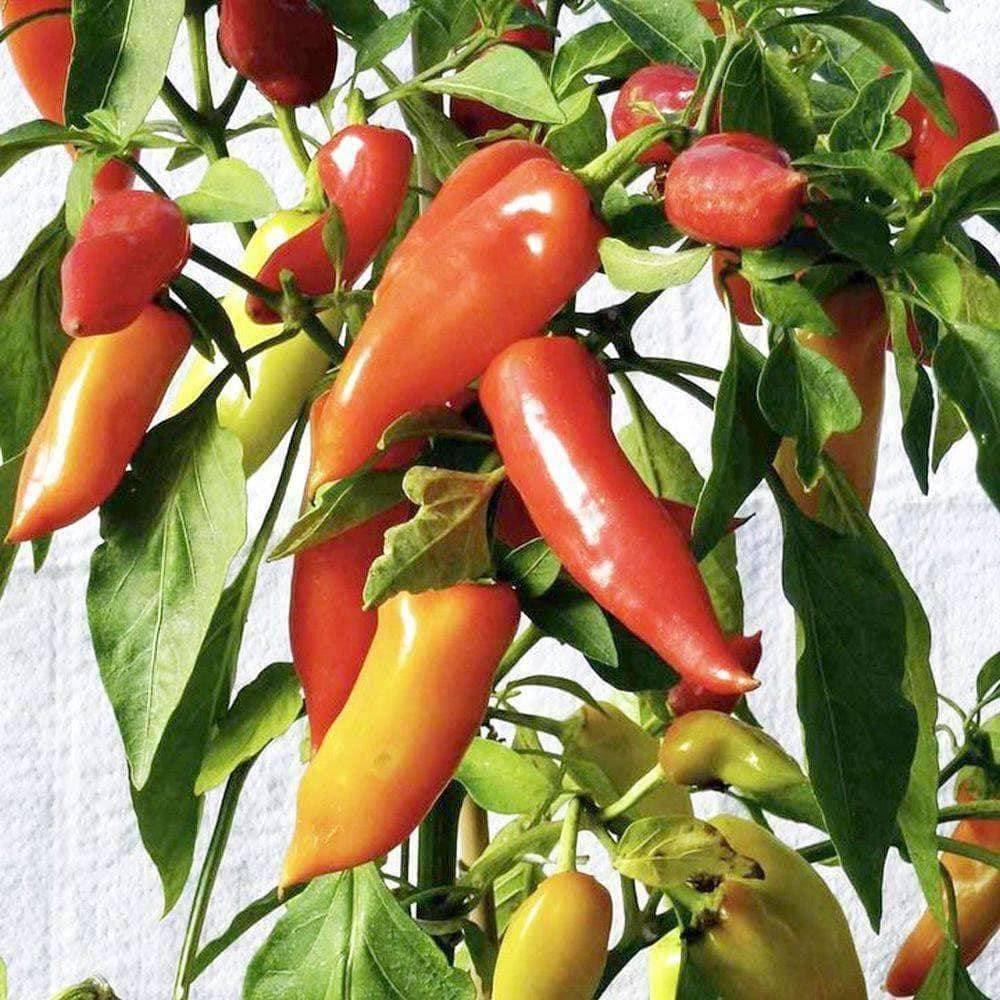 Hungarian Hot Wax Pepper Seeds (250mg) - My Patriot Supply