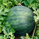 Sugar Baby Watermelon Seeds (2g) - My Patriot Supply