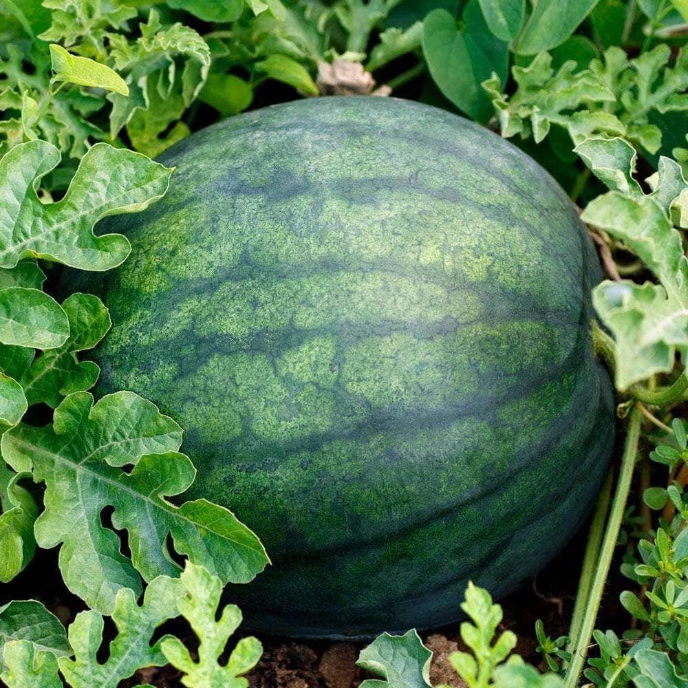 Sugar Baby Watermelon Seeds (2g) - My Patriot Supply