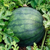Thumbnail for Sugar Baby Watermelon Seeds (2g) - My Patriot Supply