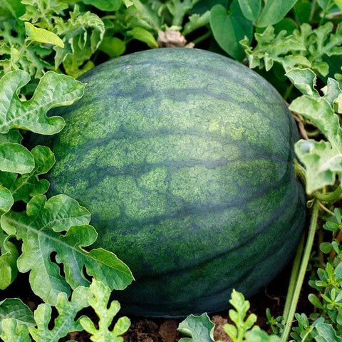 Image of Sugar Baby Watermelon Seeds (2g) - My Patriot Supply