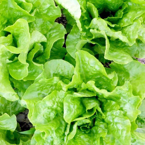 Image of Buttercrunch - Butterhead Lettuce Seeds (500mg) - My Patriot Supply