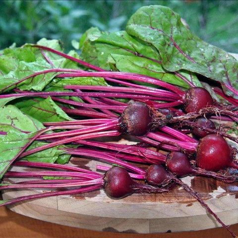 Early Wonder Tall Top Beet Seeds (3g) - My Patriot Supply