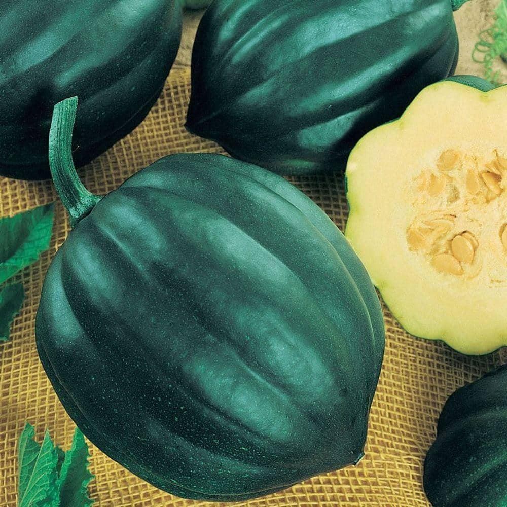 Table Queen Acorn Winter Squash Seeds (4g) - My Patriot Supply
