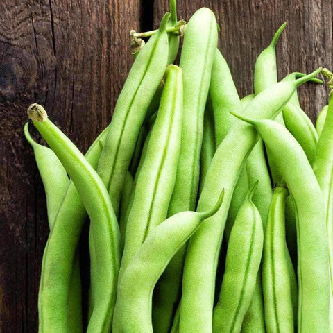 Image of Contender Bush Beans (20g) - My Patriot Supply