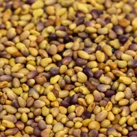 Thumbnail for Organic Red Clover Sprouting Seeds by Patriot Seeds (4 ounces)