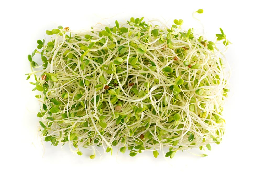 Organic Red Clover Sprouting Seeds by Patriot Seeds (4 ounces)