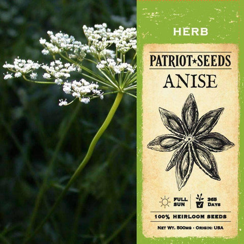 Image of Anise Herb Seeds (500mg) - My Patriot Supply