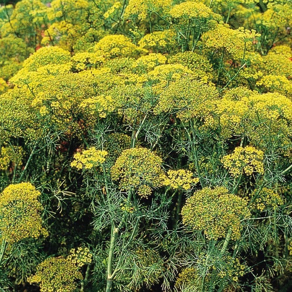 Dill Dukat Herb Seeds (500mg) - My Patriot Supply