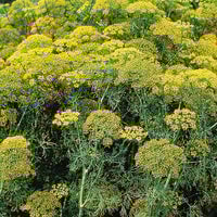 Thumbnail for Dill Dukat Herb Seeds (500mg) - My Patriot Supply