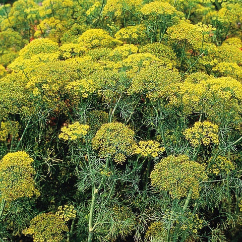 Image of Dill Dukat Herb Seeds (500mg) - My Patriot Supply