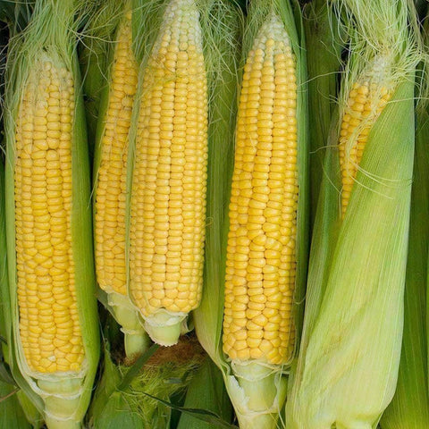 Image of Golden Bantam - Yellow Sweet Corn Kernels (56g) - My Patriot Supply