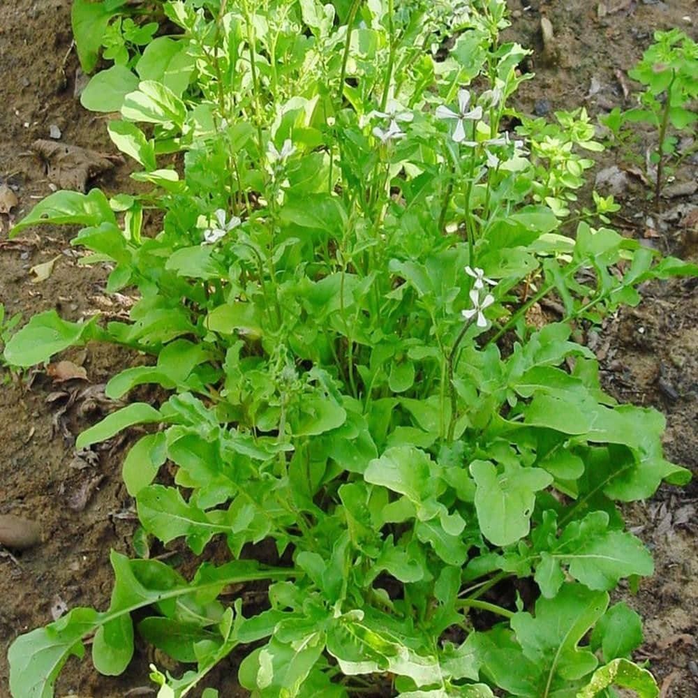 Roquette Arugula Herb Plant
