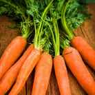Organic Scarlet Nantes Carrot Seeds (250mg) - My Patriot Supply