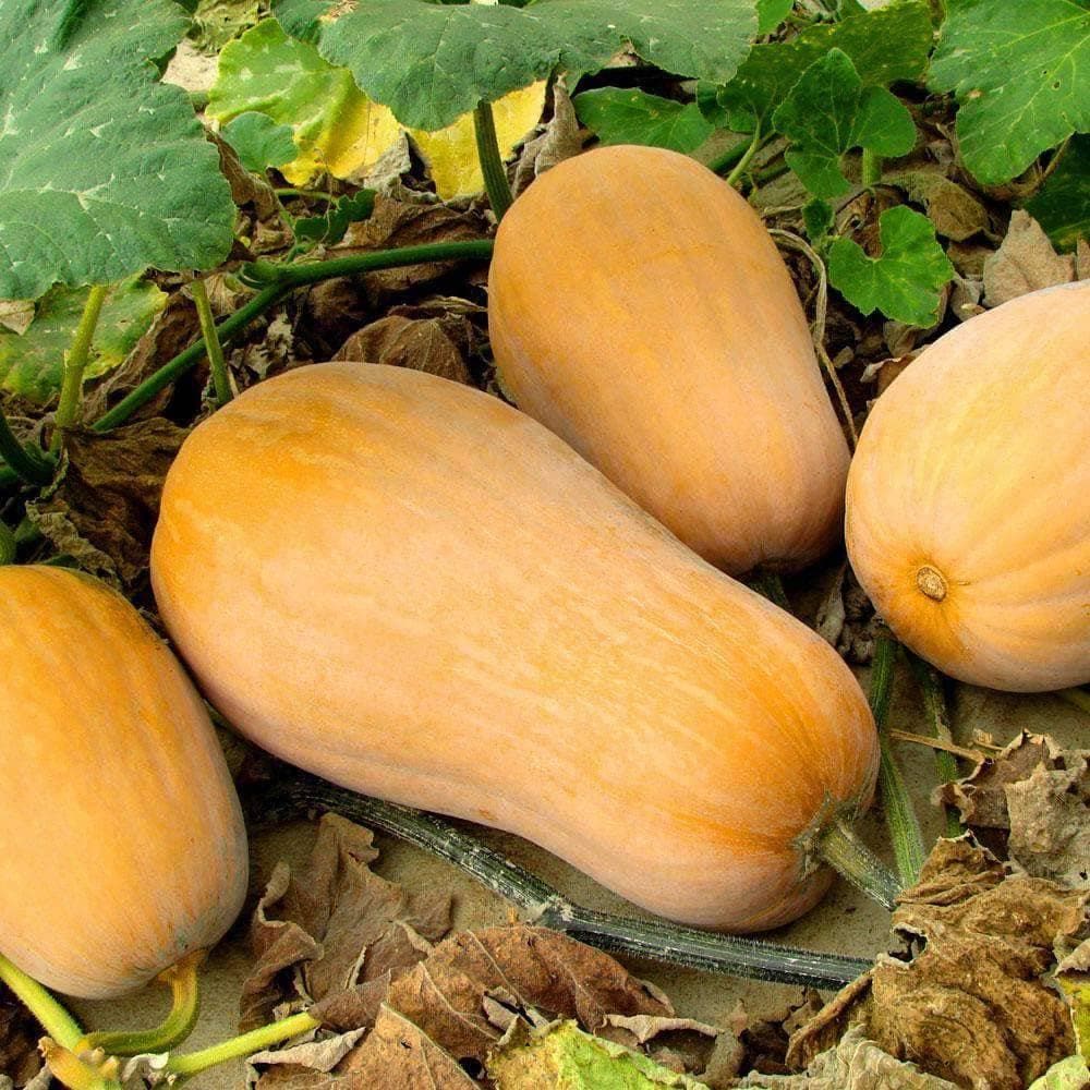 Organic Waltham Butternut Winter Squash Seeds (5g) - My Patriot Supply