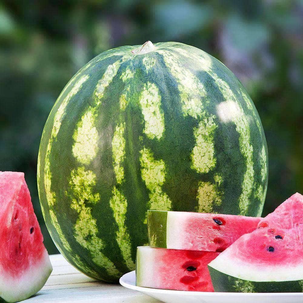 Discontinued - Organic Crimson Sweet Watermelon Seeds (2g) - My Patriot Supply