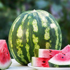 Discontinued - Organic Crimson Sweet Watermelon Seeds (2g) - My Patriot Supply