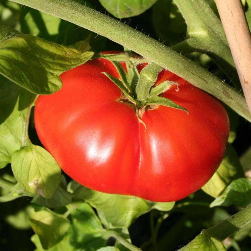 Tomato: Beefsteak Seeds  Heirloom, Non-GMO - Default Title - My