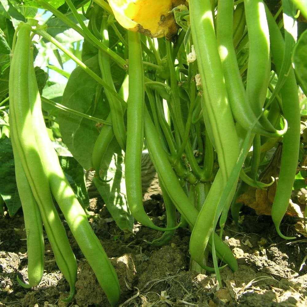 Organic Blue Lake Bush Beans (30g) - My Patriot Supply