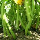 Organic Blue Lake Bush Beans (30g) - My Patriot Supply