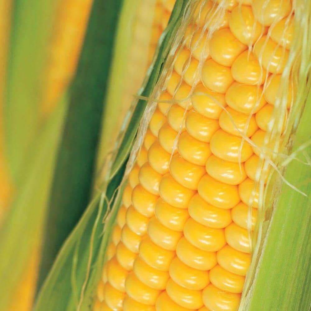 Heirloom Golden Bantam Yellow Sweet Corn (56.75g) by Patriot Seeds