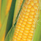 Golden Bantam - Yellow Sweet Corn Kernels (56g) - My Patriot Supply