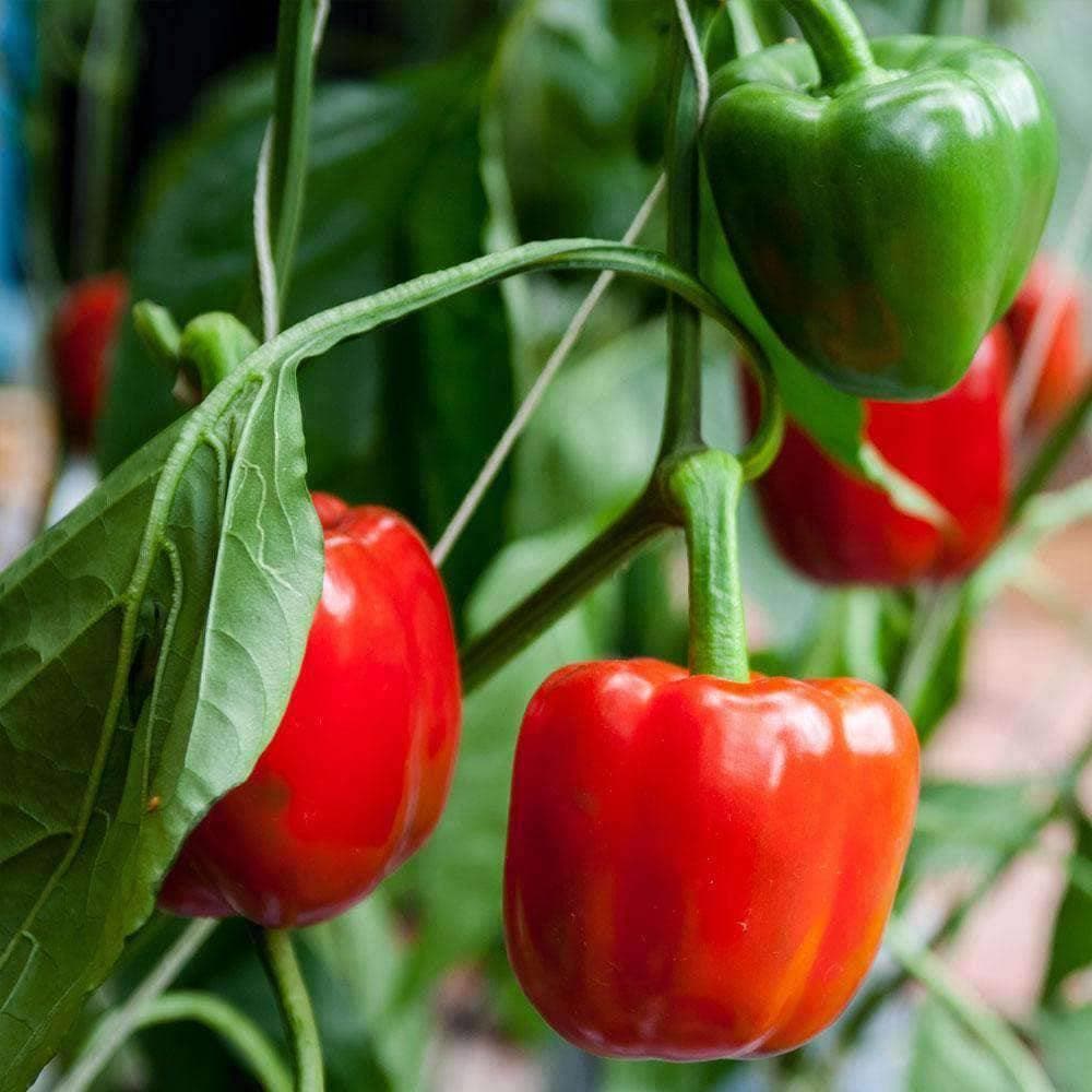 plant seeds bell pepper maryland free shipping Organic Pepper: Sweet - California Wonder (250mg)- Heirloom Seeds