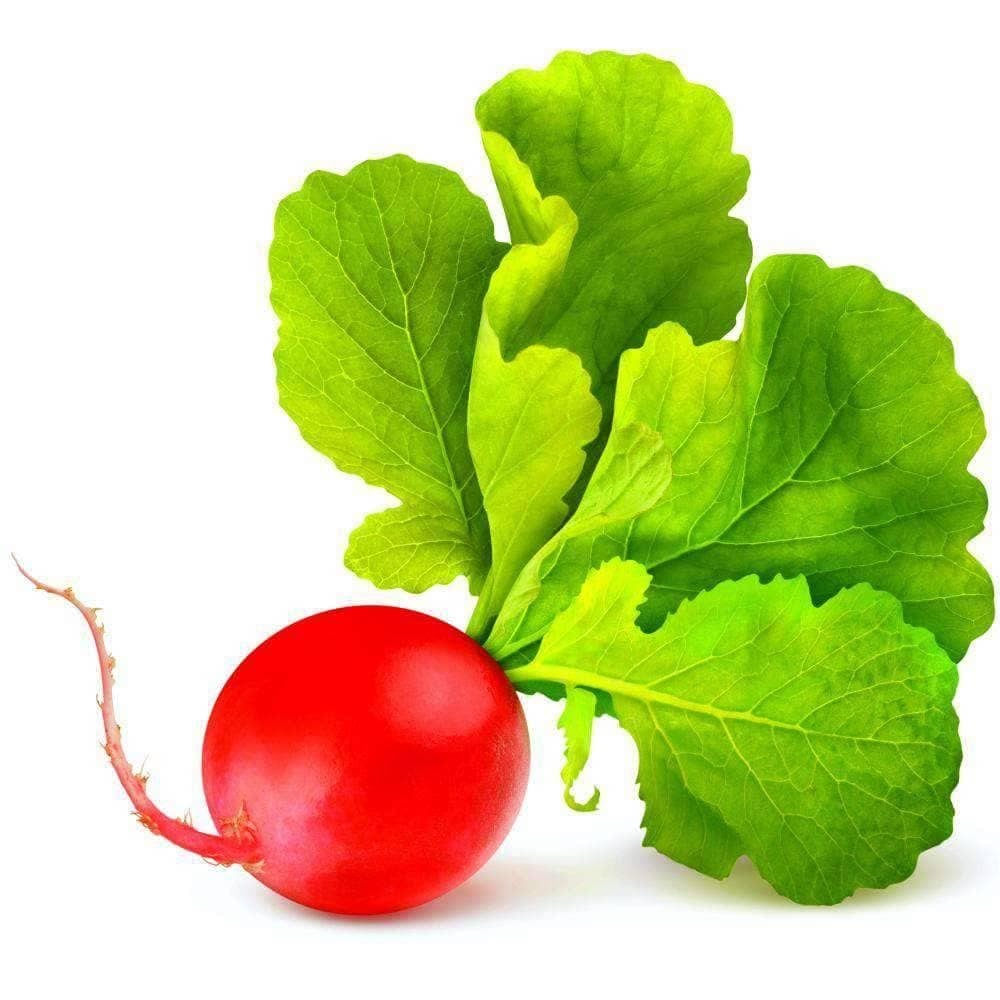 Organic Champion Radish Seeds (3g) - My Patriot Supply