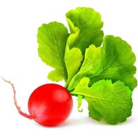 Thumbnail for Organic Champion Radish Seeds (3g) - My Patriot Supply