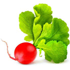 Organic Champion Radish Seeds (3g) - My Patriot Supply