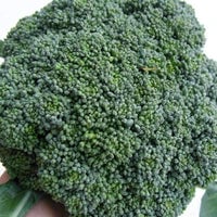 Thumbnail for Organic Green Sprouting Calabrese Broccoli Seeds (500mg) - My Patriot Supply