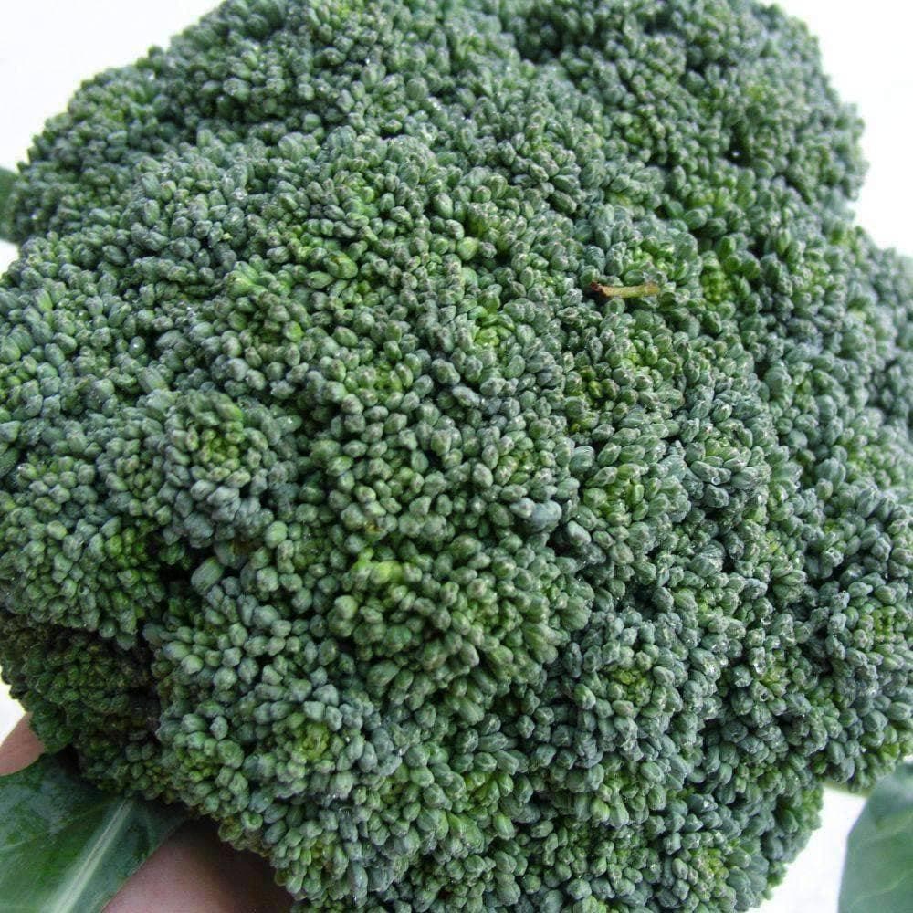 Organic Green Sprouting Calabrese Broccoli Seeds (500mg) - My Patriot Supply