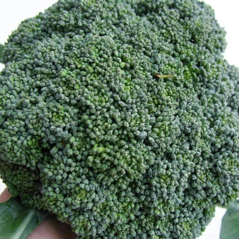 Image of Organic Green Sprouting Calabrese Broccoli Seeds (500mg) - My Patriot Supply
