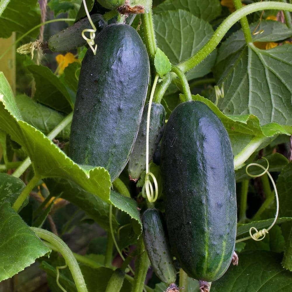 Organic Marketmore 76 Cucumber Seeds (2g) - My Patriot Supply