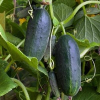 Thumbnail for Organic Marketmore 76 Cucumber Seeds (2g) - My Patriot Supply