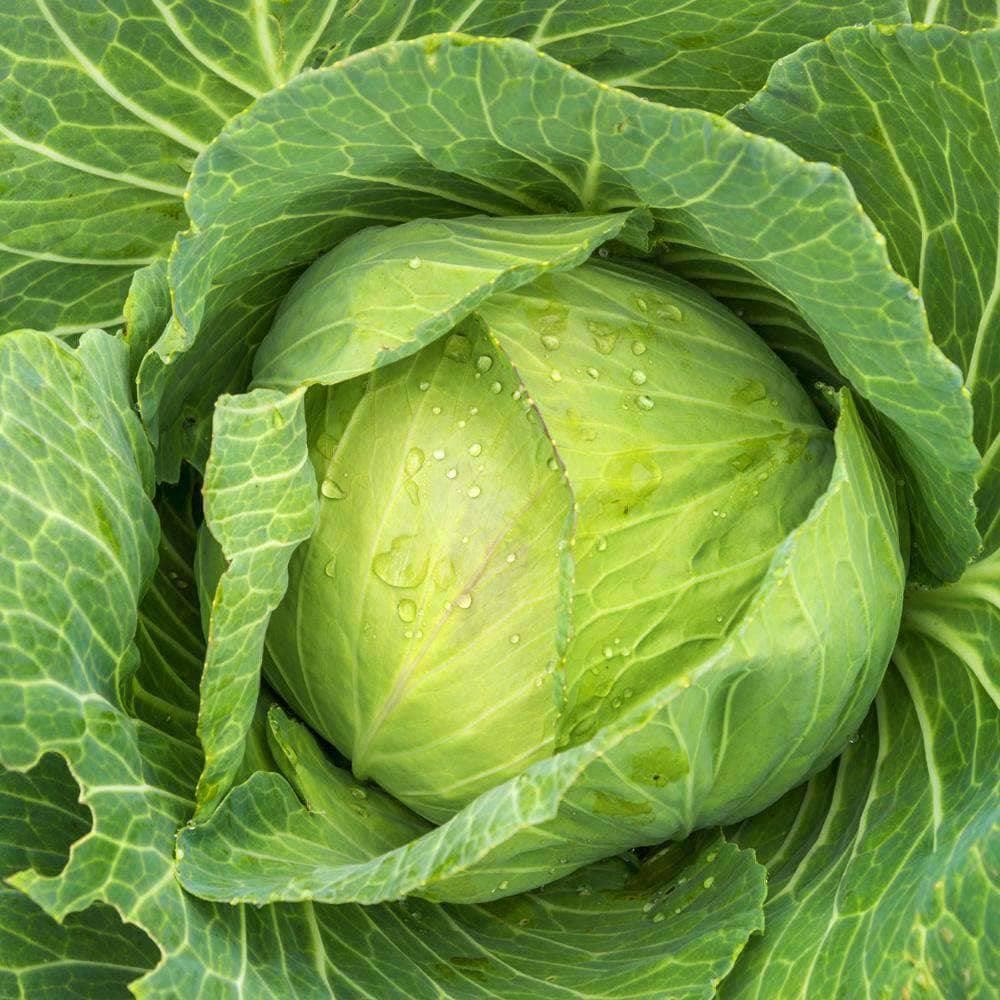 Heirloom Golden Acre Cabbage (2g) by Patriot Seeds