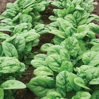 Thumbnail for Organic Bloomsdale Spinach Seeds (3g) - My Patriot Supply