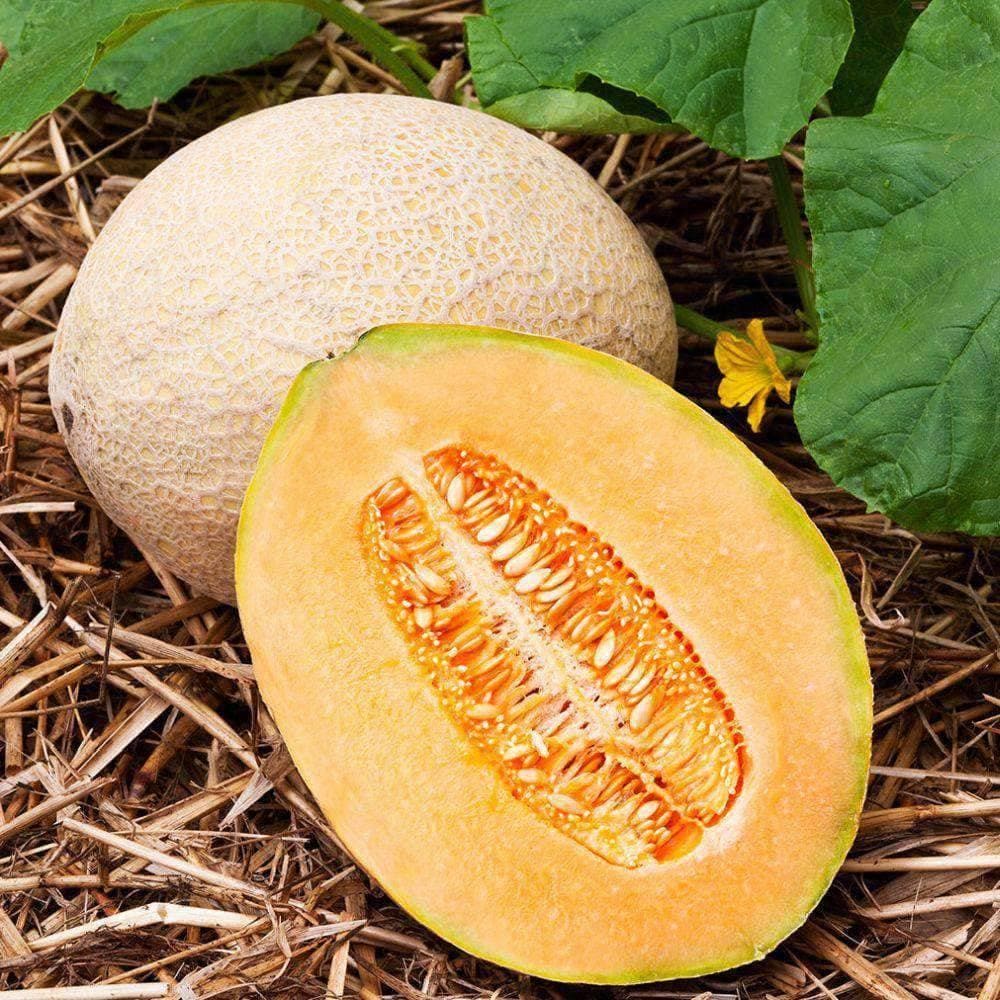 Organic Hales Best Jumbo Melon Seeds (1g) - My Patriot Supply