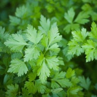 Thumbnail for Plain or Single Parsley Herb Seeds (500mg) - My Patriot Supply