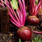 Organic Detroit Dark Red Beet Seeds (2.5g) - My Patriot Supply
