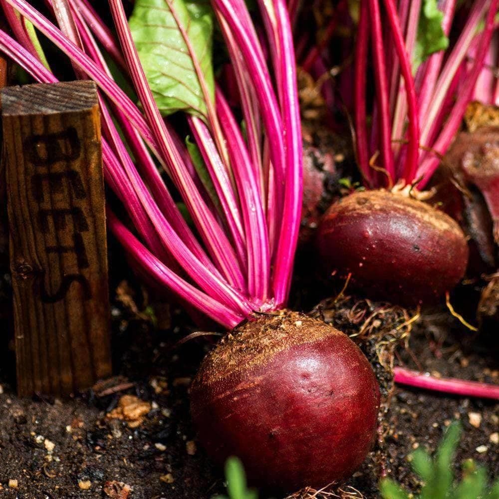 Organic Detroit Dark Red Beet Seeds (2.5g) - My Patriot Supply