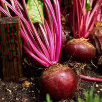 Thumbnail for Organic Detroit Dark Red Beet Seeds (2.5g) - My Patriot Supply